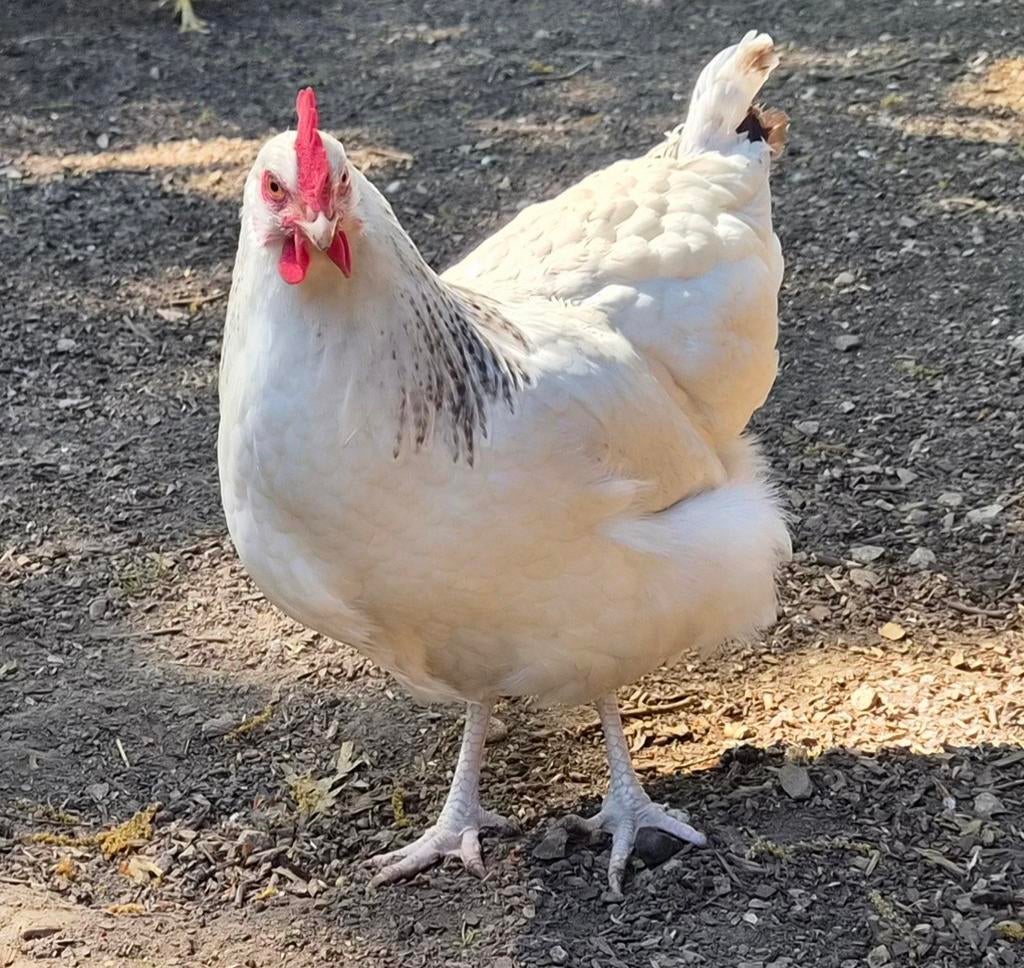 2 poules pondeuses + coq