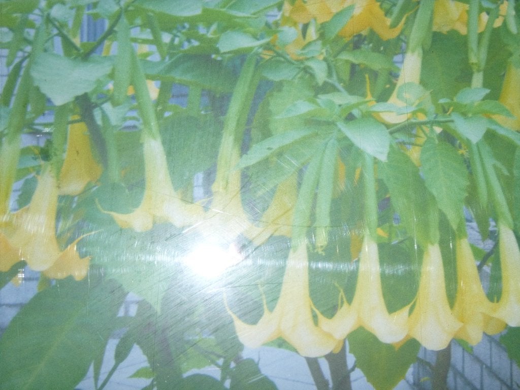 daturas, Tuin en Terras, Ophalen