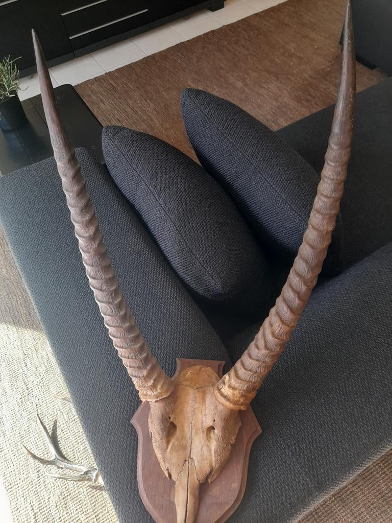 Groot antilopengewei, jachttrofee, taxidermie, Ophalen