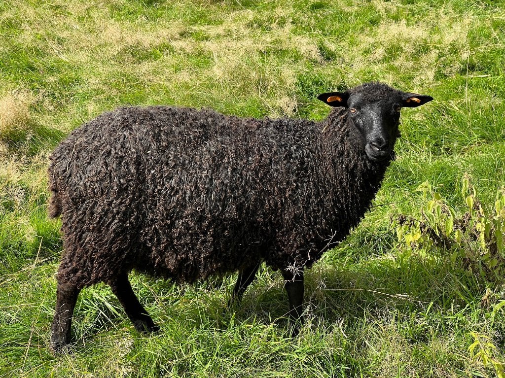 Magnifique agnelle Gotland de couleur foncée, Femelle, Mouton, 0 à 2 ans