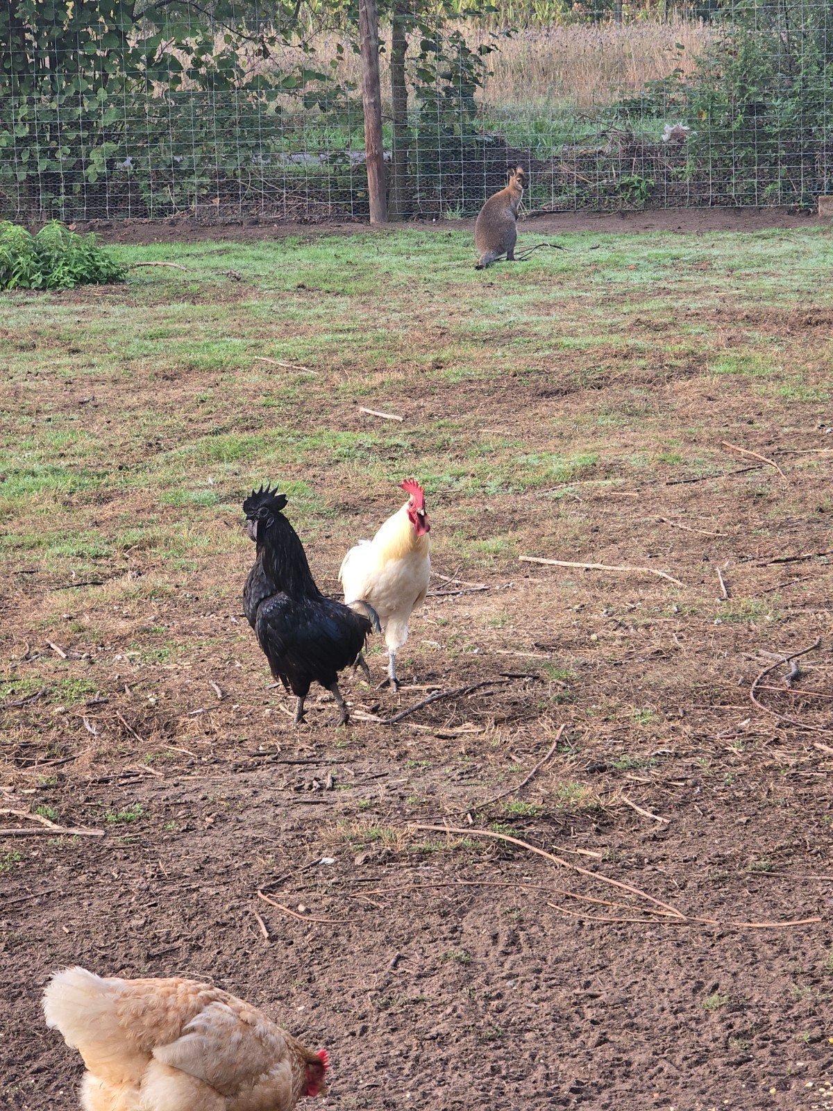 Ayam cemani, Plusieurs animaux, Poule ou poulet