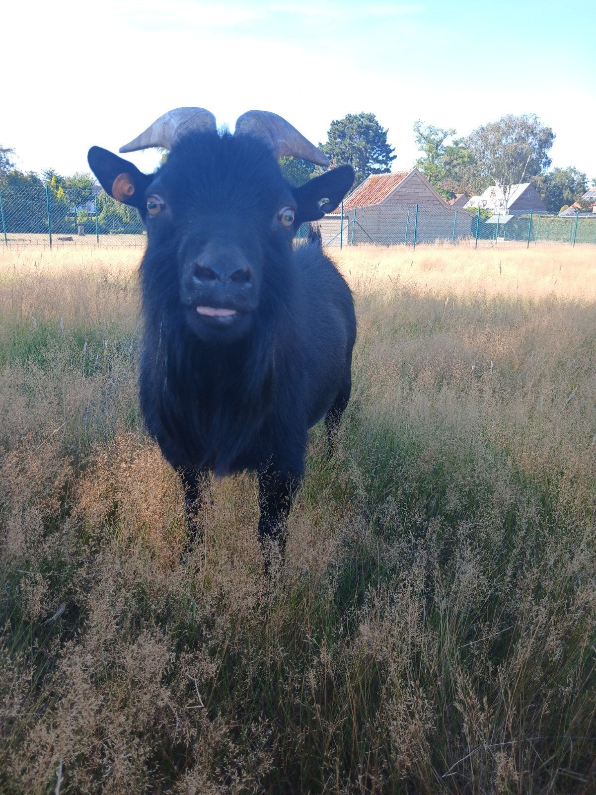 dekbok te koop, Dieren en Toebehoren, Schapen, Geiten en Varkens