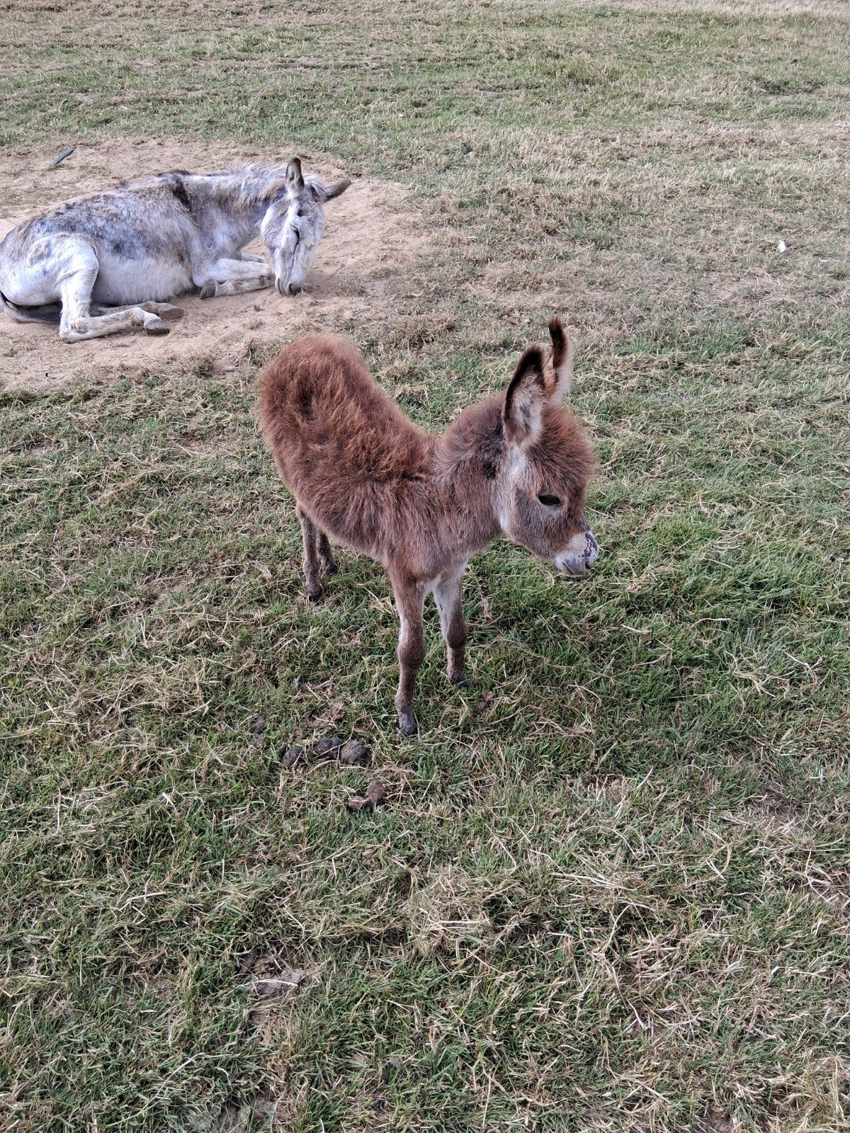 ezel, Dieren en Toebehoren, Schapen, Geiten en Varkens