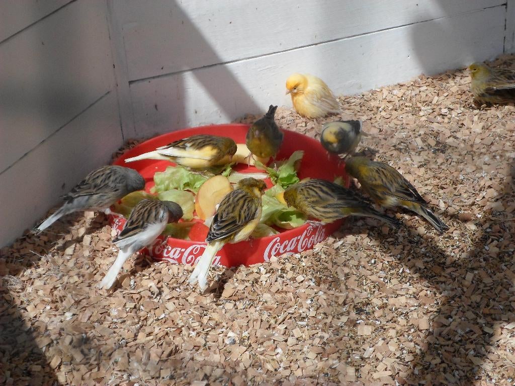 Kanarie's, Meerdere dieren, Kleurkanarie