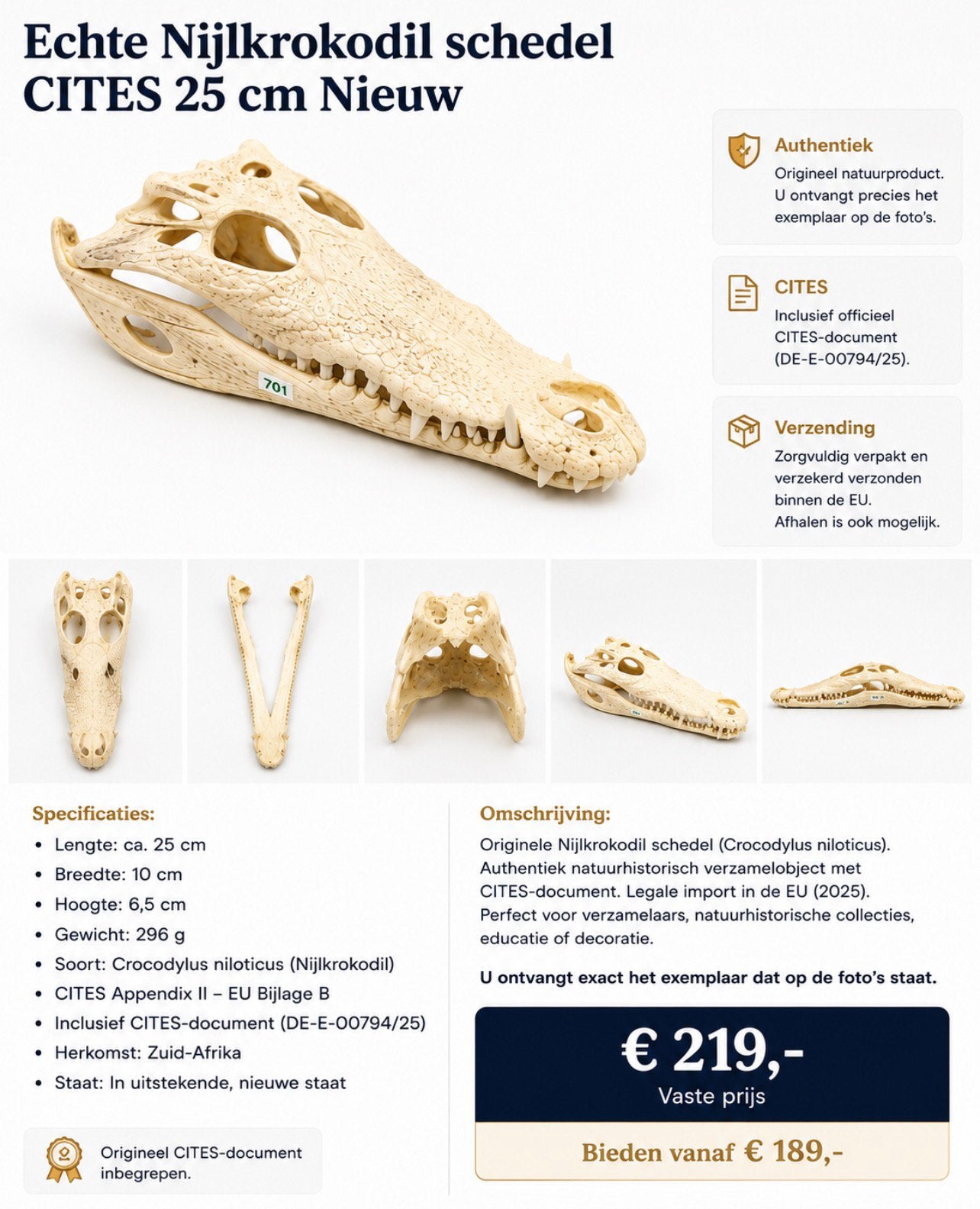 Véritable crâne de crocodile du Nil, 25 cm, CITES Original, Collections, Collections Animaux, Comme neuf, Crâne, Enlèvement
