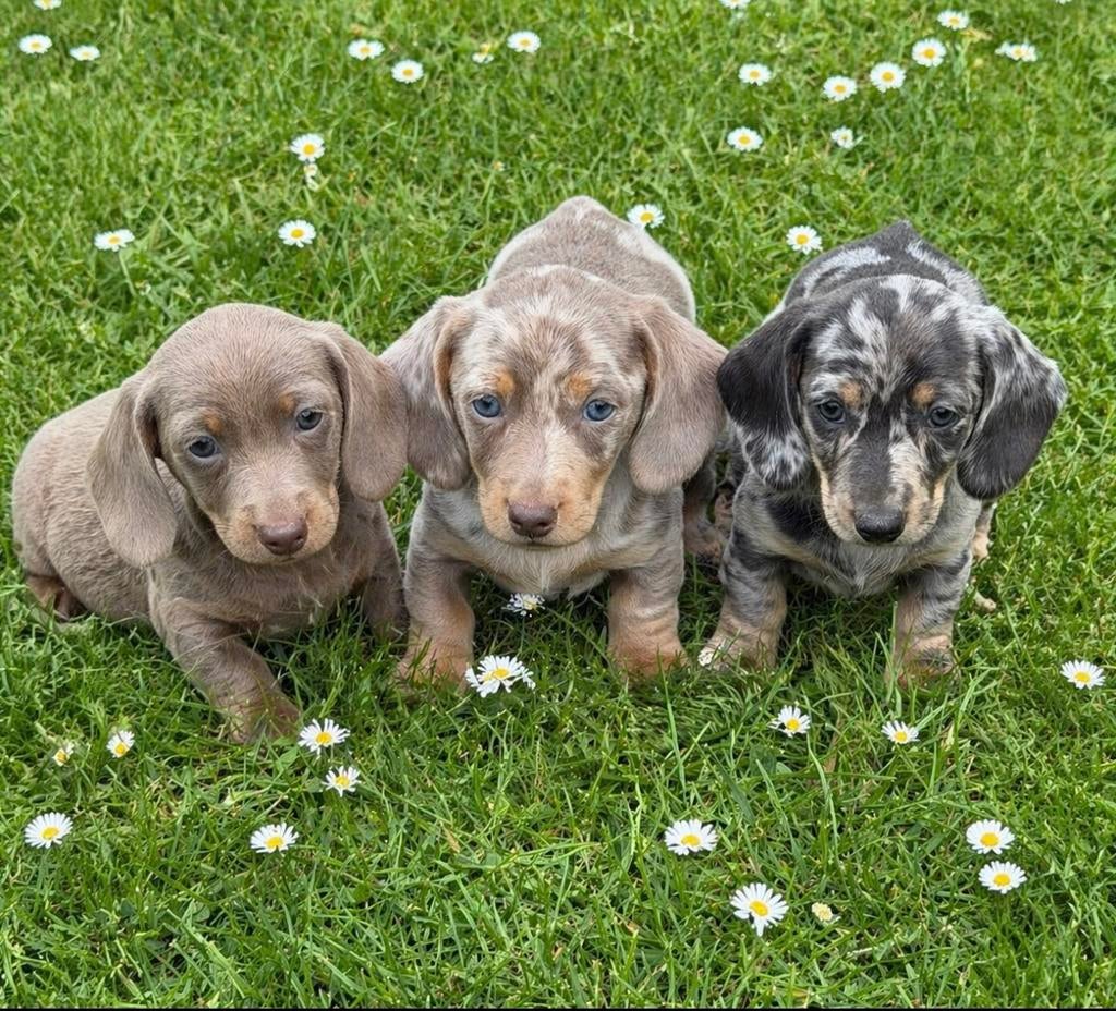 teckel pups,dwerg,teef,merle,isabella, Dieren en Toebehoren, Honden | Teckels en Dashonden, België, 8 tot 15 weken, Korthaar, Teef