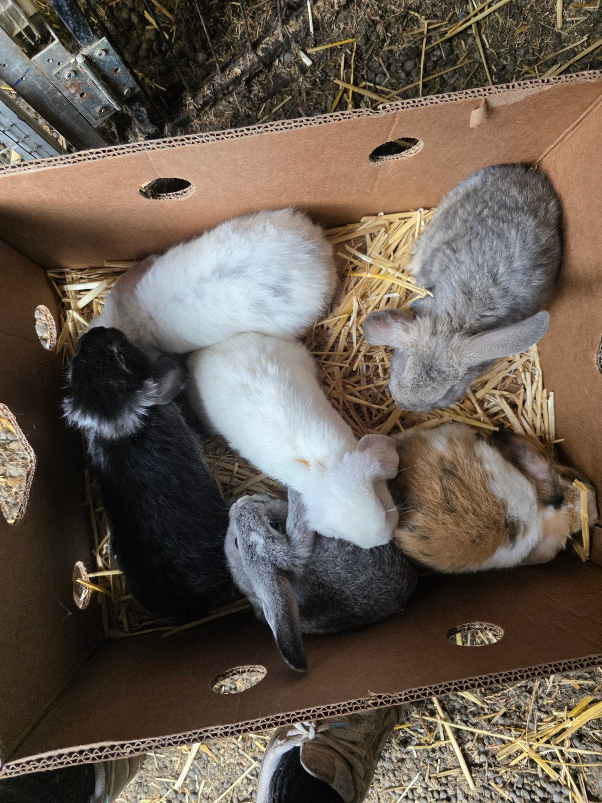 Dwergkonijnen, Dwerg