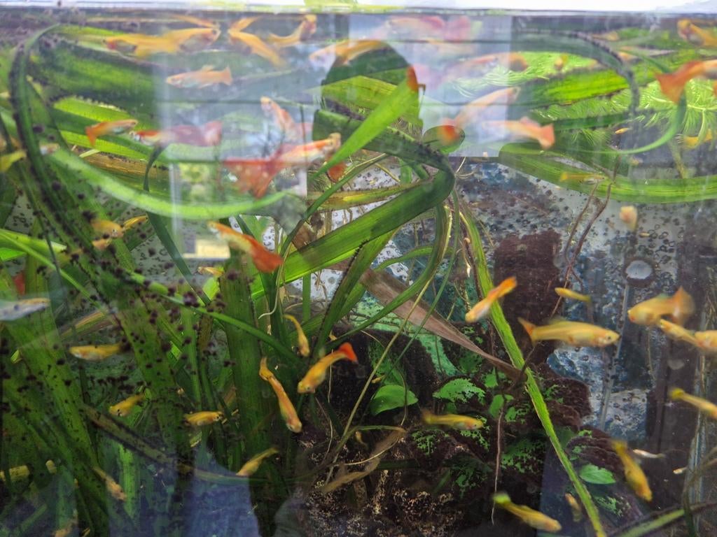 Nakweek guppy's, Animaux & Accessoires, Poissons | Aquariums & Accessoires, Enlèvement