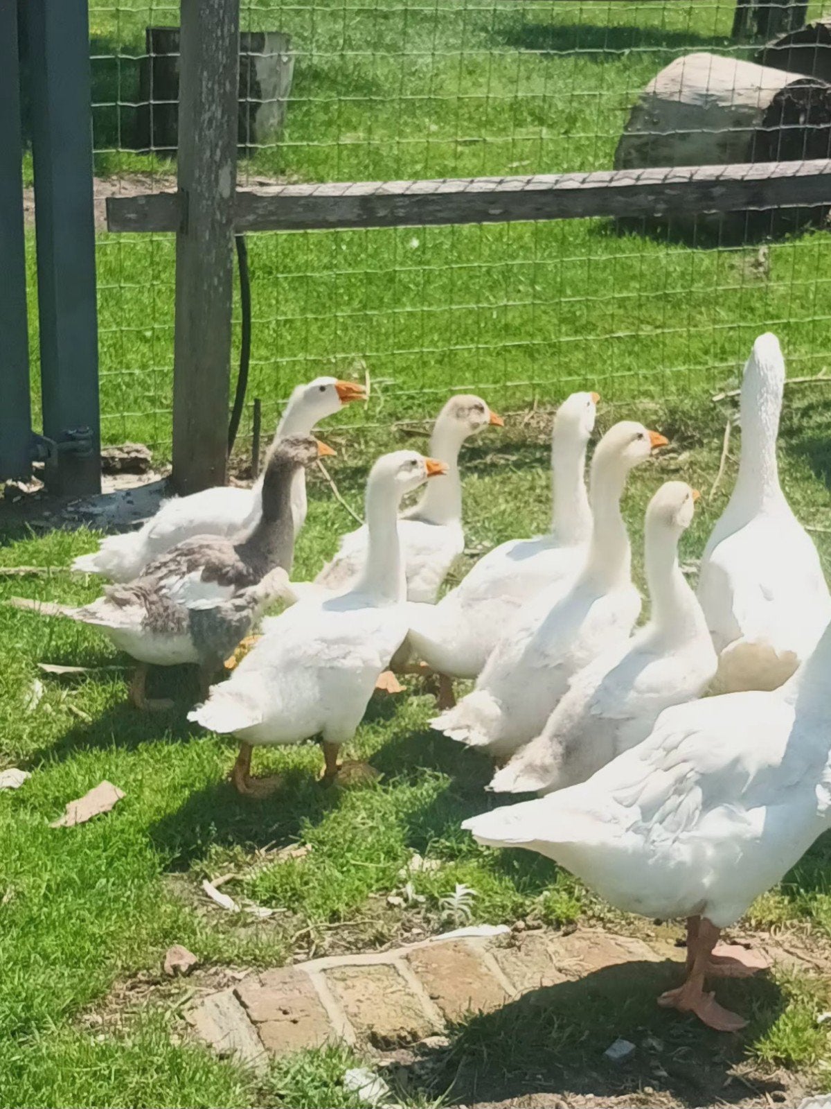 7 ganzenkuikens., Dieren en Toebehoren, Meerdere dieren, Gans of Zwaan