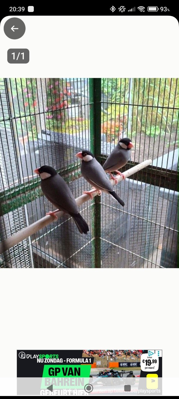3 rijstvogels., Ophalen, Volière