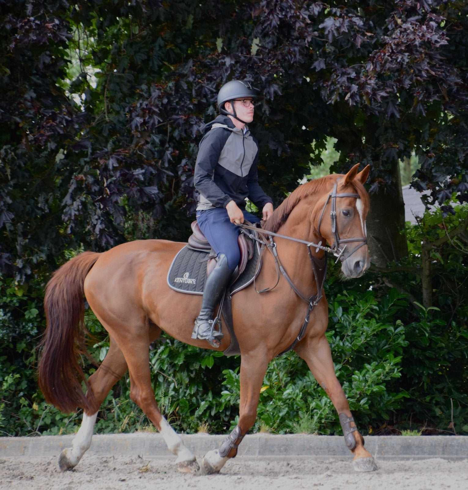 Paard te koop, Animaux & Accessoires, Chevaux, 11 ans ou plus, M, 165 à 170 cm, Cheval de saut