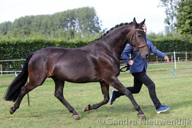 16-jarige drachtige merrie - friese kruising, Animaux & Accessoires, Chevaux, Cheval de dressage, ZZ, 11 ans ou plus, Avec pedigree