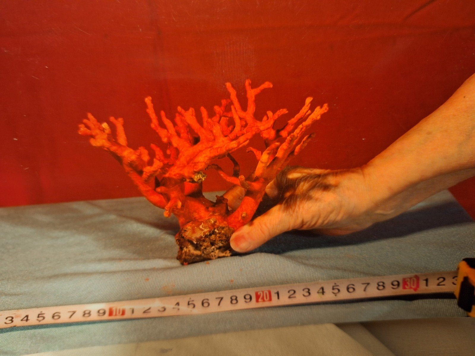 Très belle branche de Corail rouge de bijouterie, Verzamelen, Mineralen en Fossielen, Ophalen of Verzenden