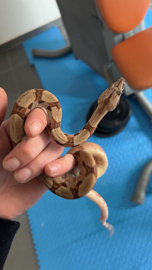 Boa constrictor Slang, Dieren en Toebehoren, Reptielen en Amfibieën, Slang, Met terrarium, 0 tot 2 jaar
