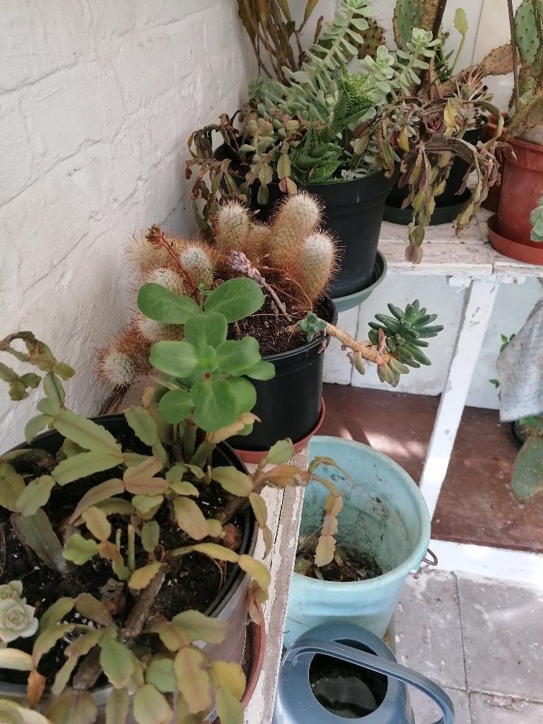 Cactussen en vetplanten, Huis en Inrichting, Kamerplanten, Ophalen, Cactus, Minder dan 100 cm