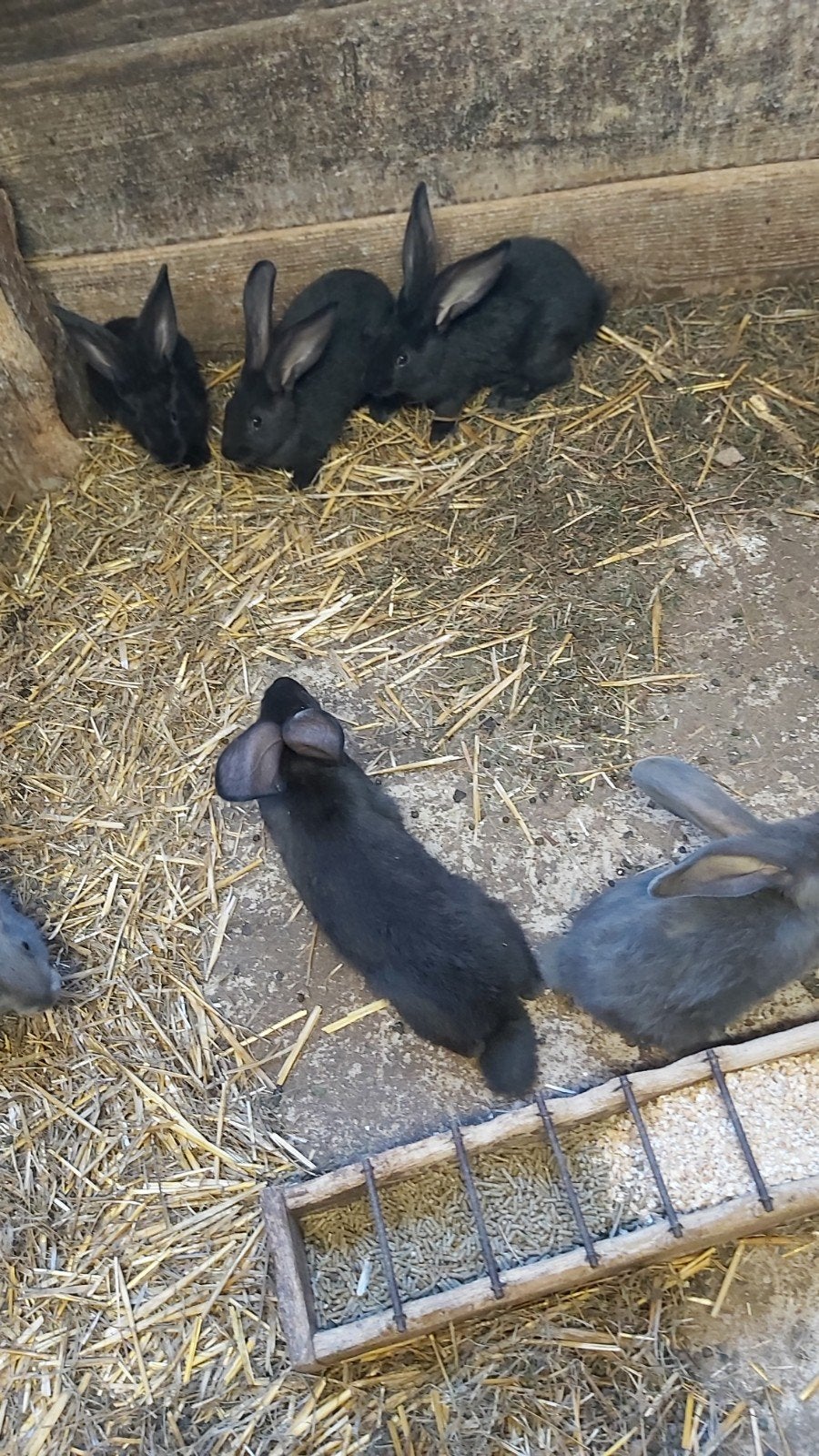 zuiver Duitse reus, Dieren en Toebehoren, Konijnen