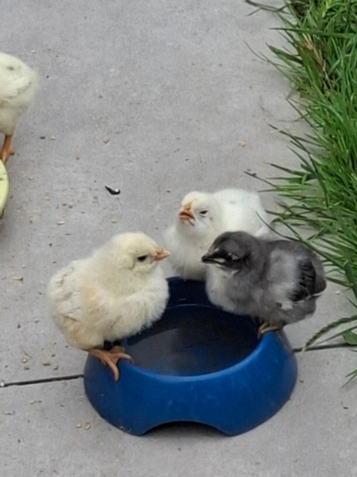 Araucana