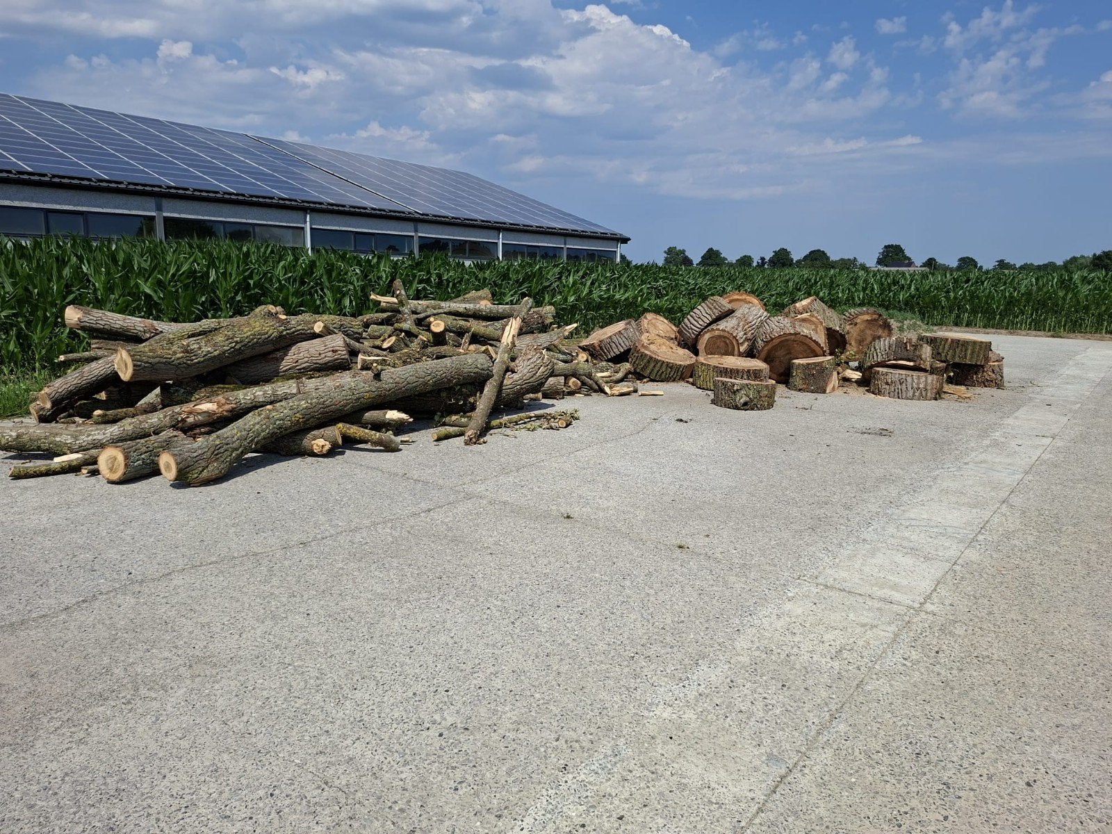Hout wilg, Tuin en Terras, Brandhout, Ophalen