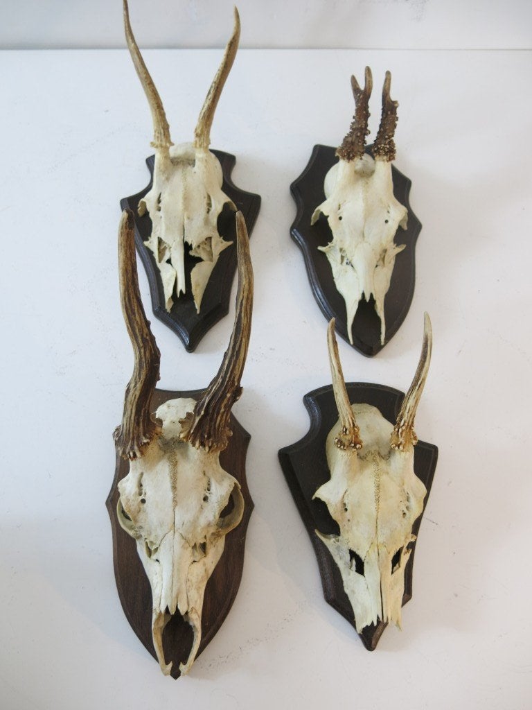 4 bois de cerf sur un bouclier, Enlèvement ou Envoi, Utilisé