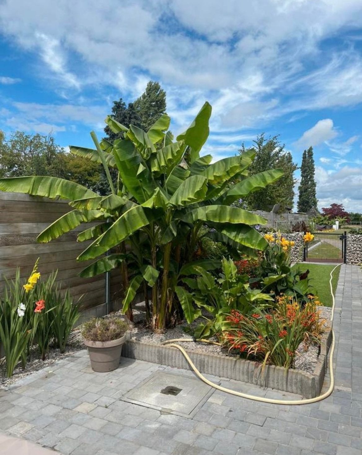 Bananenplanten, Ophalen, Vaste plant, Overige soorten