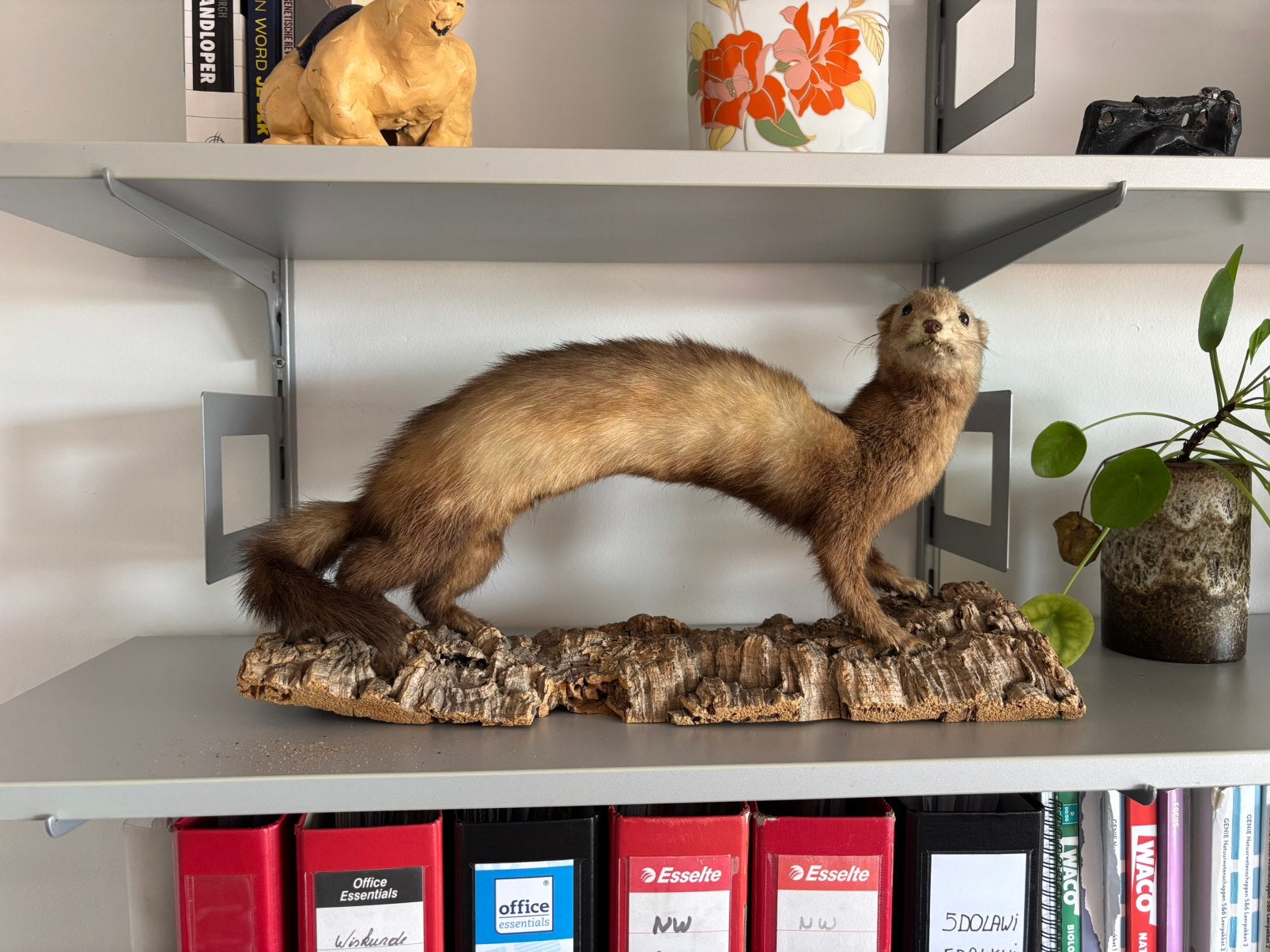 Vintage taxidermie otter, Enlèvement ou Envoi, Comme neuf, Animal