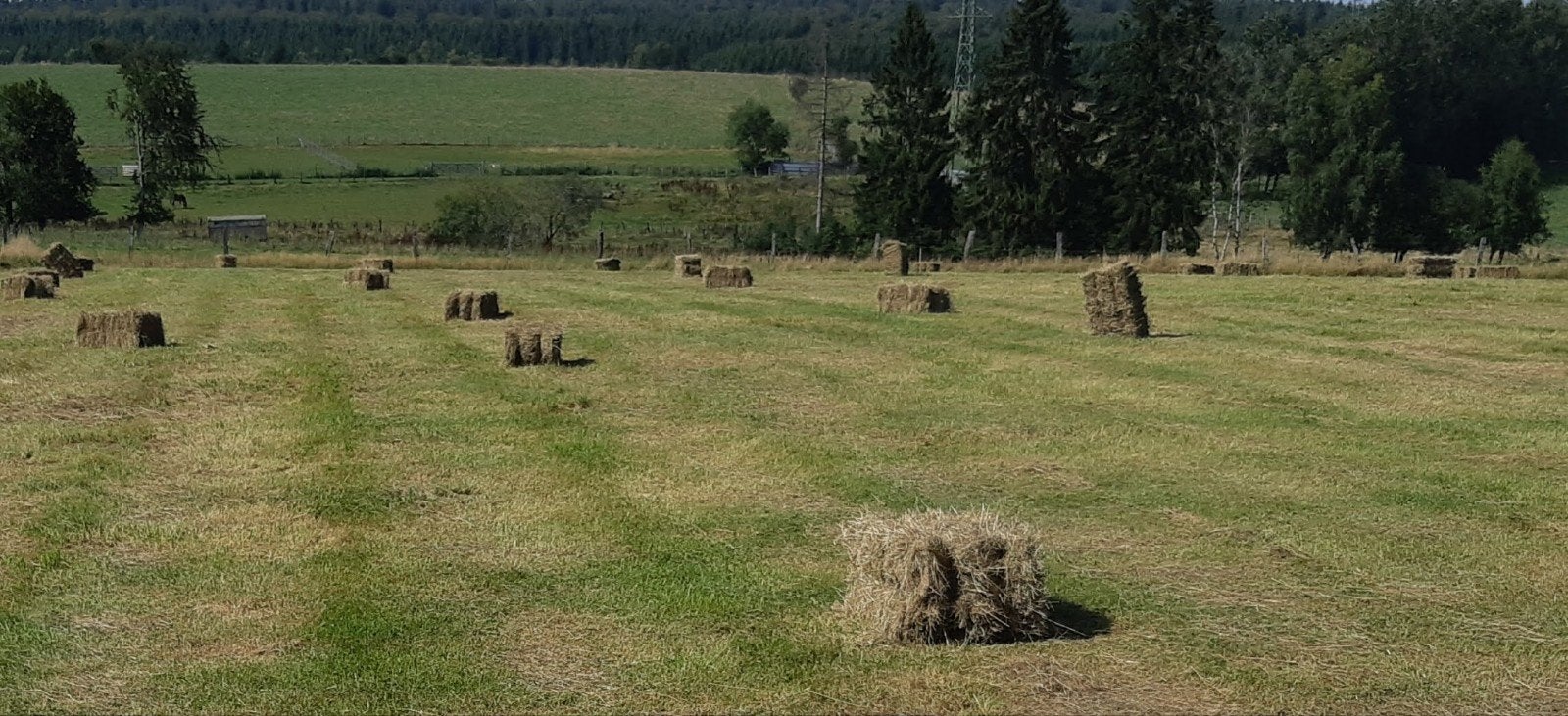 Petits Ballots de Foin 2026, Enlèvement