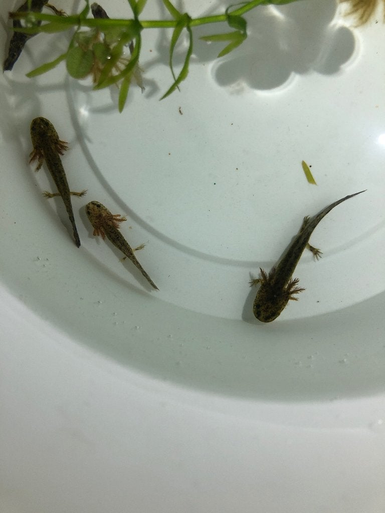 Axolotl pour bébé, Autres types, Poisson d'eau douce