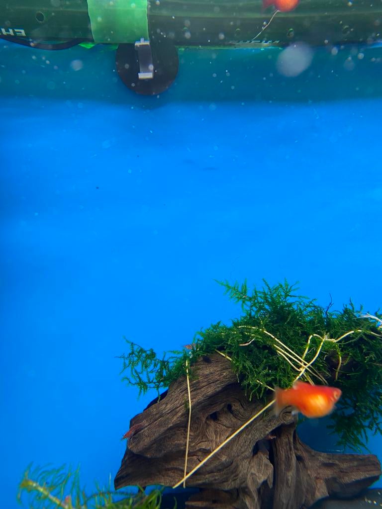 3 jonge mooie rood oranje platy te koop vrouwen, Zoetwatervis