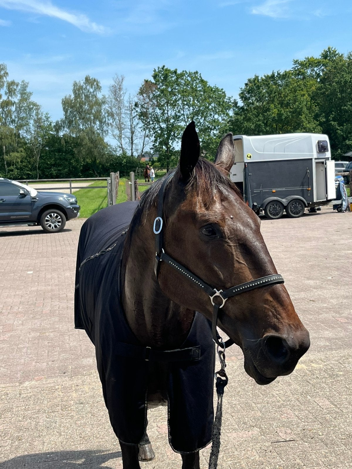 Franse draver 11j, Dieren en Toebehoren