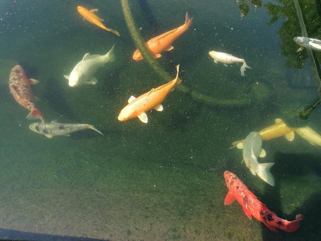 koi vissen te koop, Carpe ou Koï