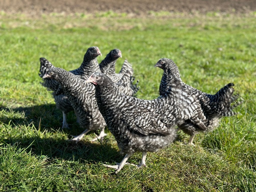 Jonge tamme Noord Hollandse Blauwe kippen gesekst & ingeënt, Dieren en Toebehoren, Vrouwelijk, Kip