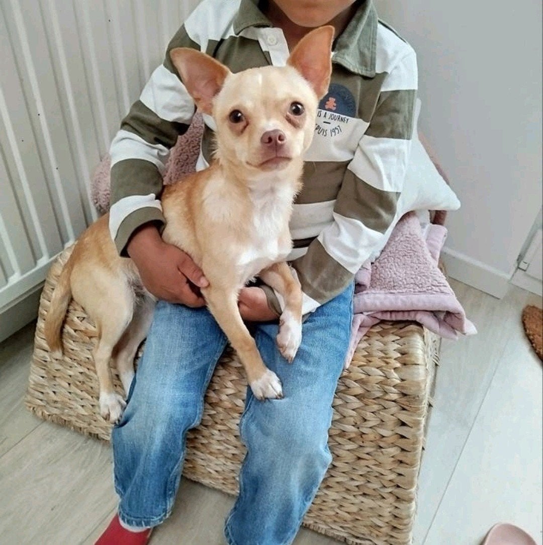 A donner contre bon soin, Animaux & Accessoires, Chiens | Chihuahuas & Chiens de compagnie, 3 à 5 ans, Particulier, Belgique, Un chien