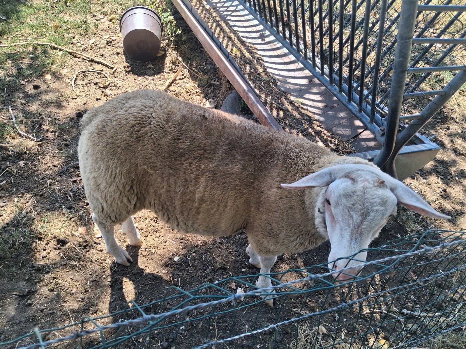 jeunes dollars, Animaux & Accessoires, Moutons, Chèvres & Cochons, Mâle, Mouton, 0 à 2 ans