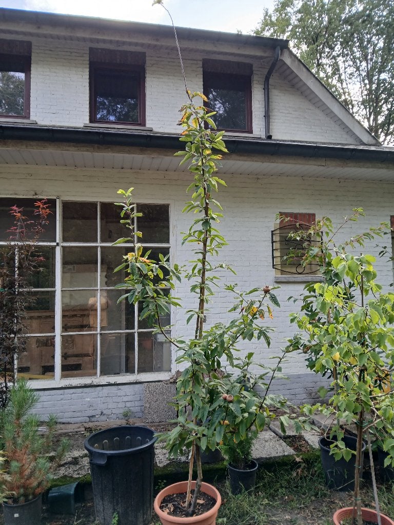 mispel, Jardin & Terrasse, Enlèvement, En pot, Autres espèces, 100 à 250 cm
