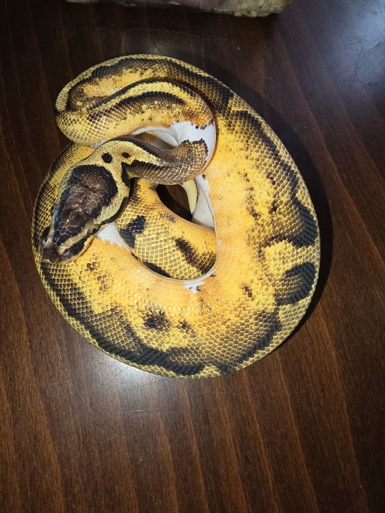 Ball python, Animaux & Accessoires, Serpent, 0 à 2 ans