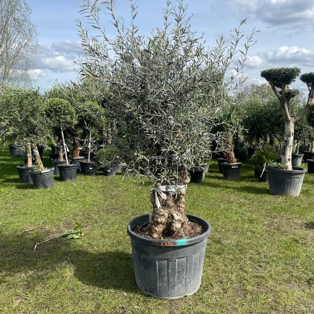 ‼️olijfbomen olea europaea aan stuntprijzen ‼️, Ophalen