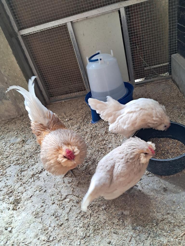 Kippen, Dieren en Toebehoren, Pluimvee, Meerdere dieren, Kip