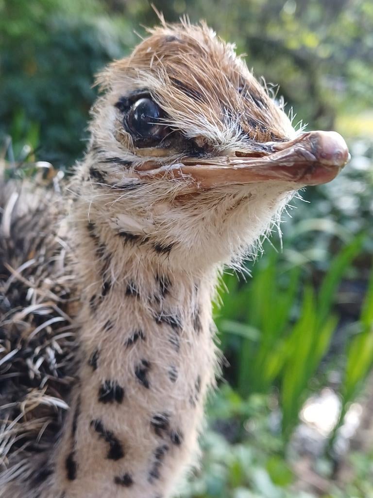 Taxidermie : poussin d'autruche en peluche, Enlèvement, Utilisé, Oiseaux, Animal empaillé