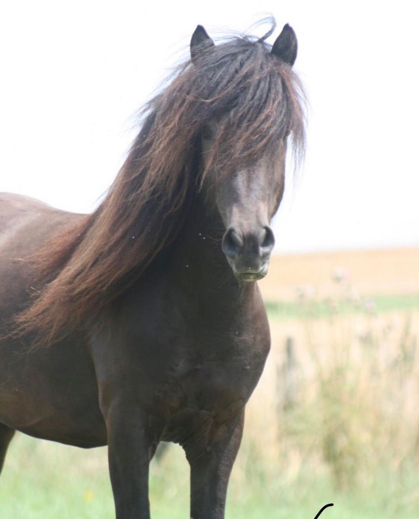 Ruiter/verzorger gezocht – IJslander (6 jaar), Dieren en Toebehoren, Paarden, Ruin