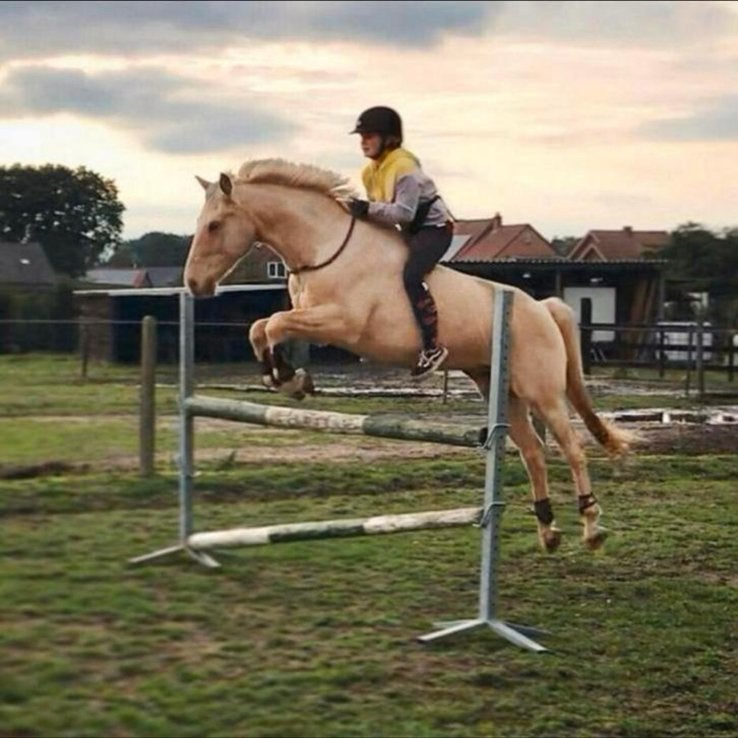 Ruiter aangeboden (paarden / pony’s), Dieren en Toebehoren, Zadelmak, Springpaard