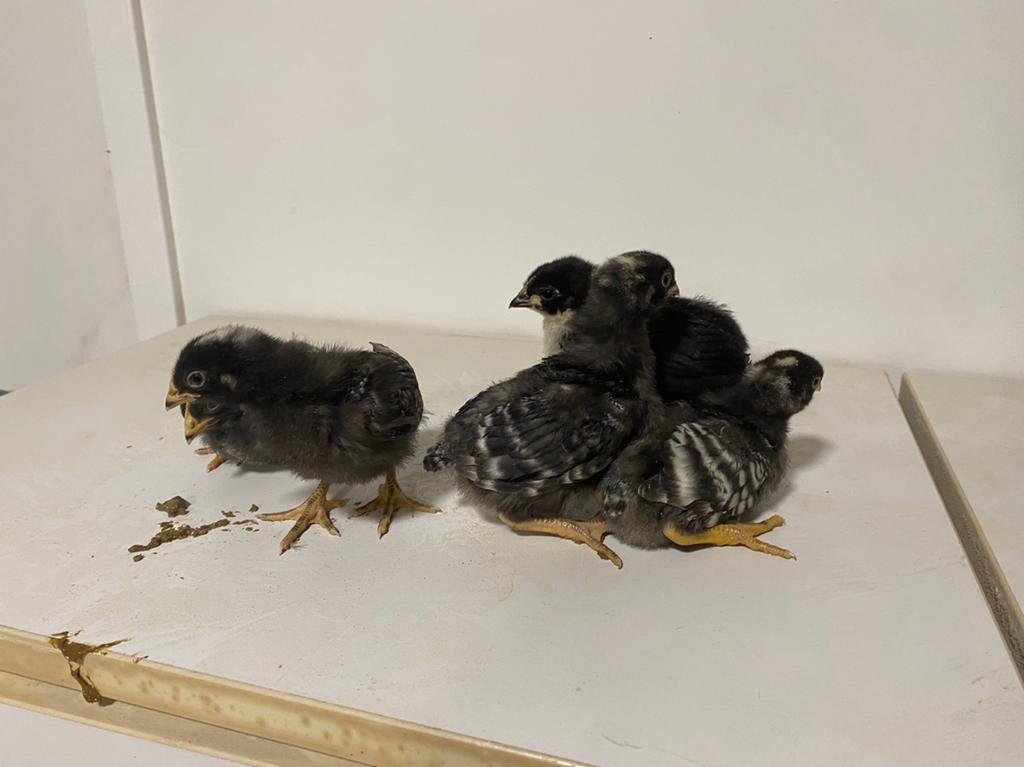 5 raskuikens amrock en australorp, Dieren en Toebehoren, Pluimvee