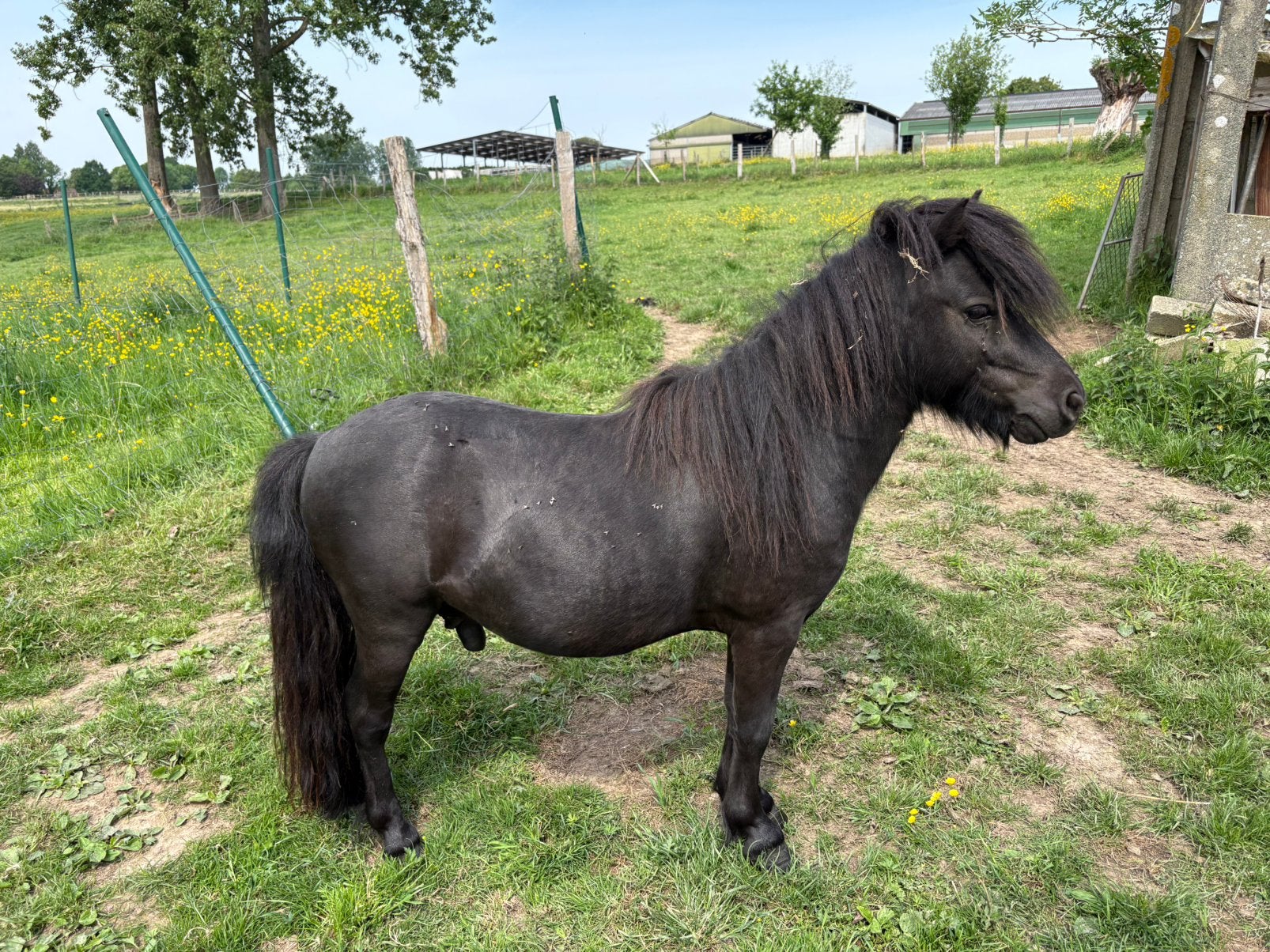 shetlander avec pedigree, Étalon, Avec pedigree