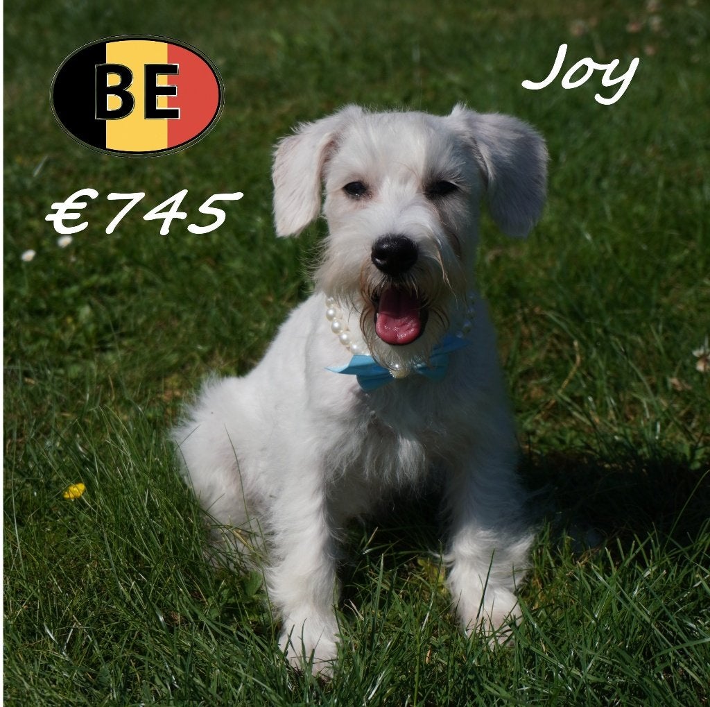 Joy Schnoodle-pup vol persoonlijkheid te koop, Parvo, België, 15 weken tot 1 jaar, Teef