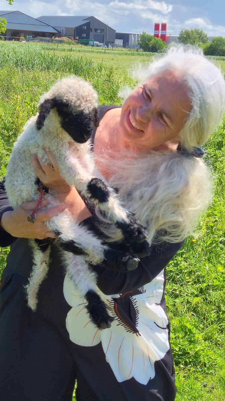 Walliser Schwarznase ooilam, Dieren en Toebehoren