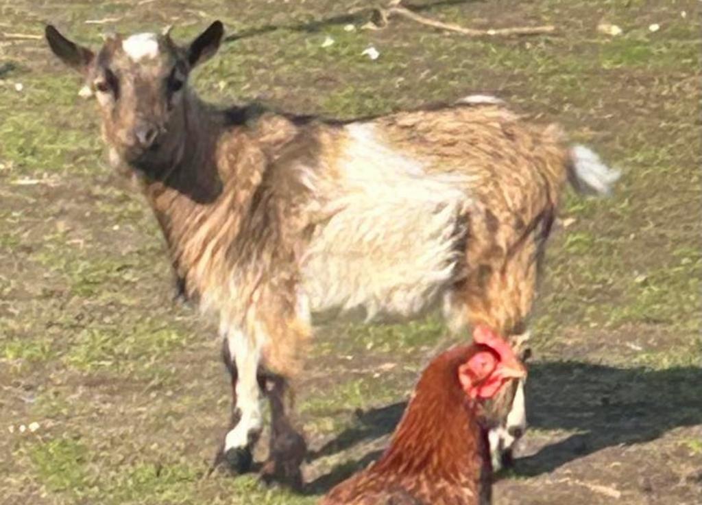Mieke 5 maanden oud, Femelle, Chèvre, 0 à 2 ans
