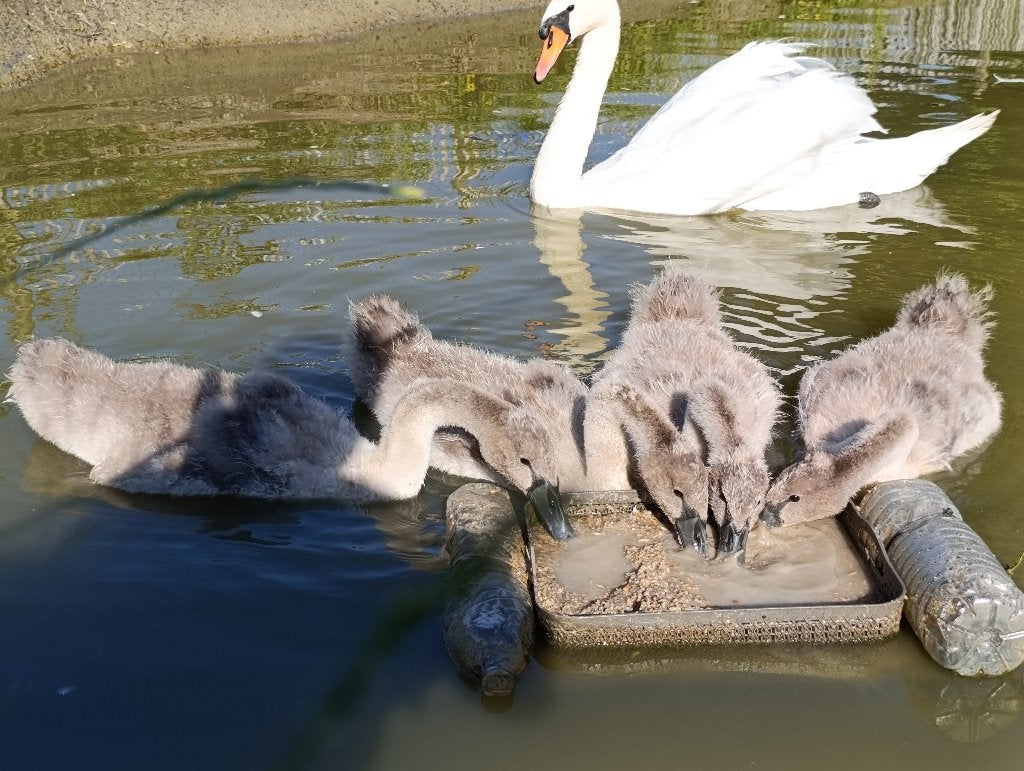 Zwanenjongen, Dieren en Toebehoren, Overige Dieren, Mei, Meerdere dieren
