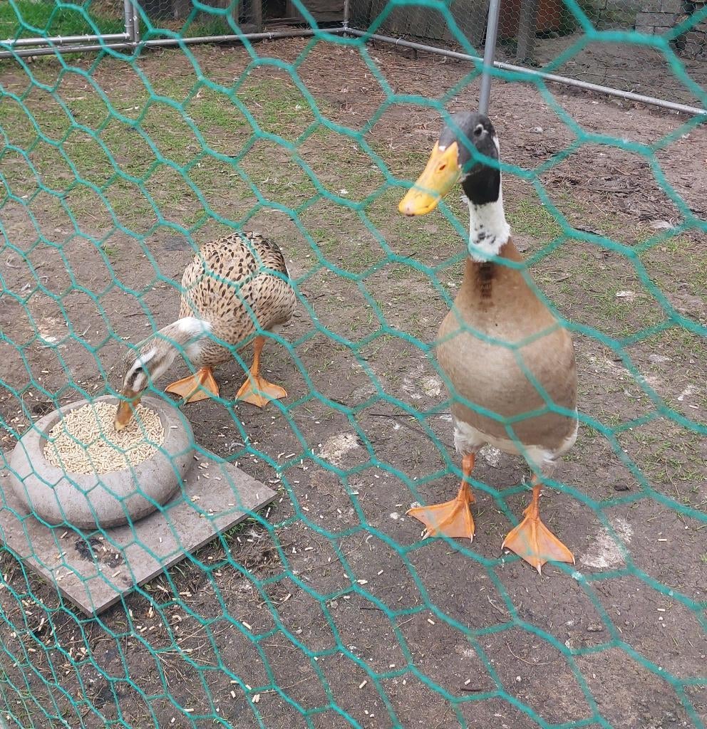 broedeieren loopeenden, Canard