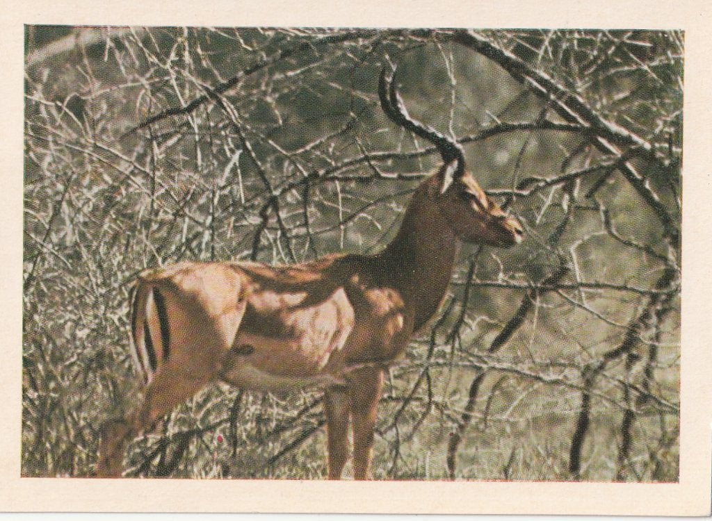 CHROMO  IMPALA, Verzenden, Zo goed als nieuw, Dier, Prent