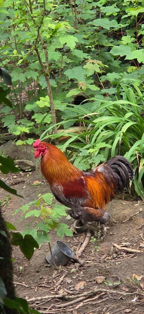 Gratis Haan cochin, Dieren en Toebehoren