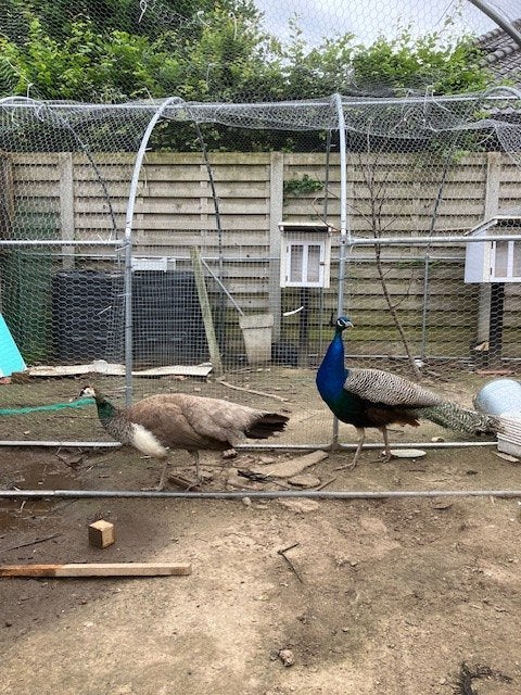 koppel pauwen te koop, Dieren en Toebehoren